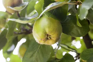 cydonia oblonga HALFST BW - afbeelding 4