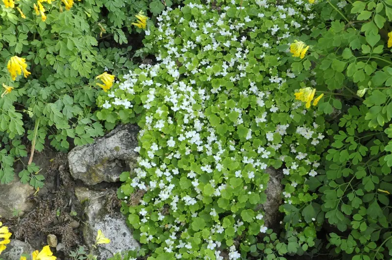 Cymbalaria pall. 'Alba' P9