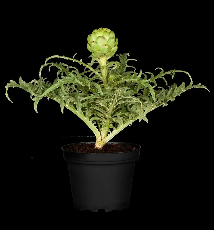 Cynara scolymus 'Cardy' P9 - afbeelding 5