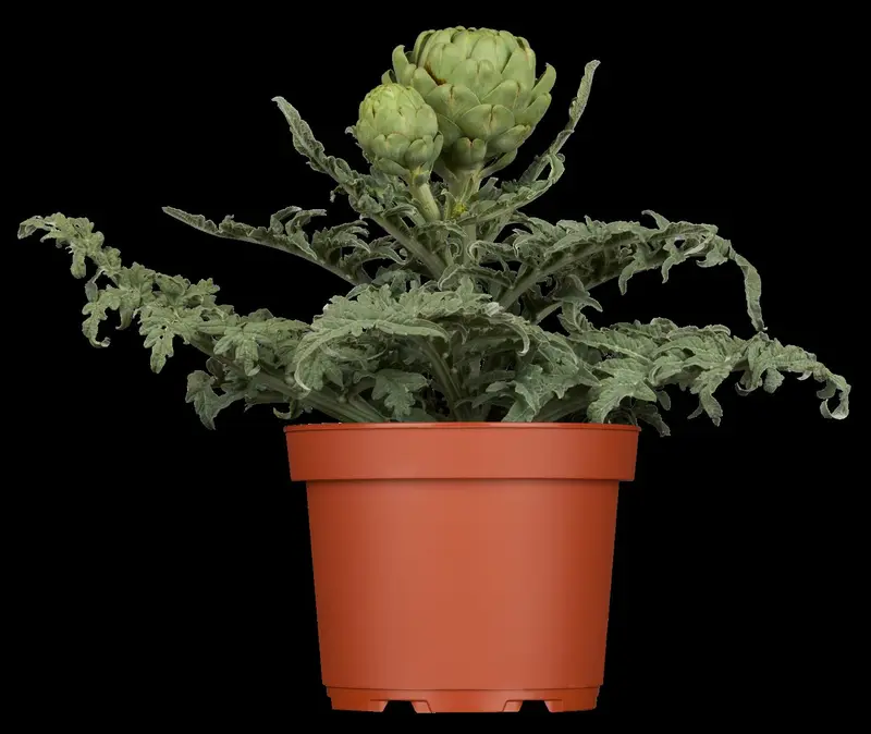 Cynara scolymus 'Cardy' P9 - afbeelding 1