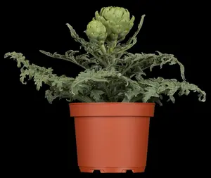 Cynara scolymus 'Cardy' P9 - afbeelding 1