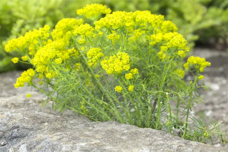 cyparissias - afbeelding 1