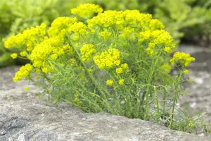 cyparissias - afbeelding 10
