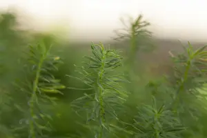 cyparissias - afbeelding 2
