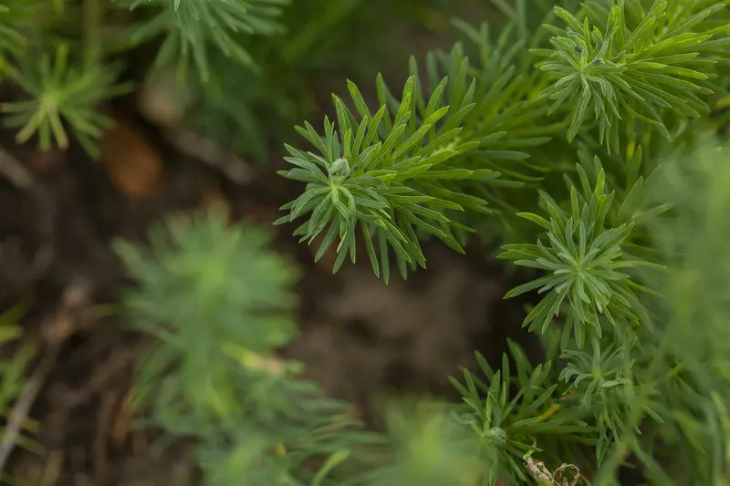 cyparissias - afbeelding 3