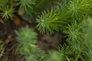 cyparissias - afbeelding 3