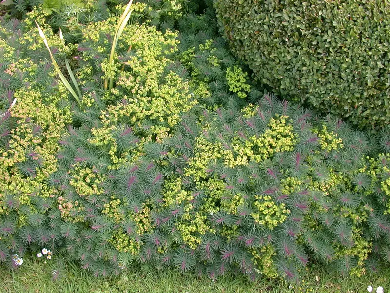 cyparissias - afbeelding 4