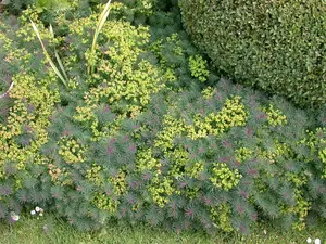 cyparissias - afbeelding 4