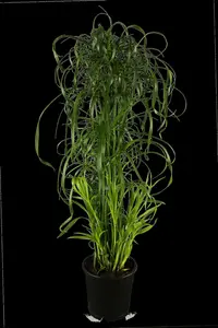 alternifolius - afbeelding 5