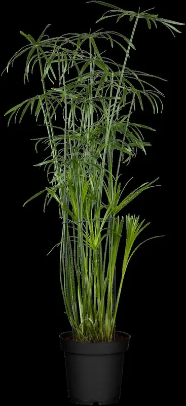 glaber