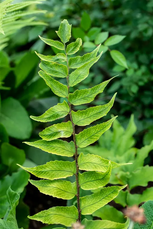 falcatum - afbeelding 2
