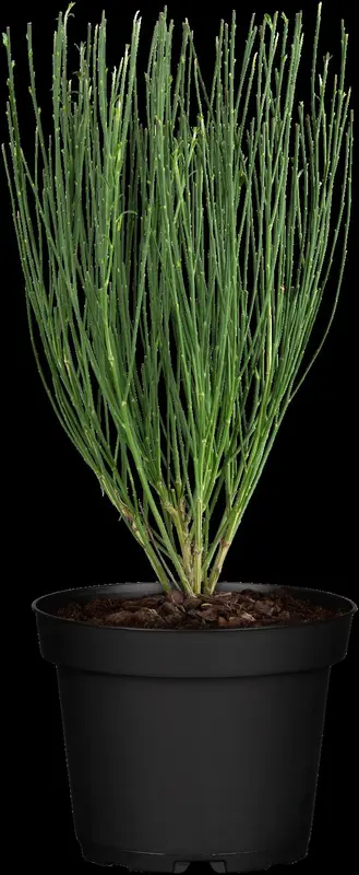 cytisus praecox (40- 60cm)