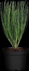 cytisus praecox (40- 60cm)