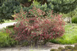 Boskoop Ruby