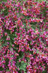 Cytisus (s) 'Burkwoodii' 40- 60   C - afbeelding 1