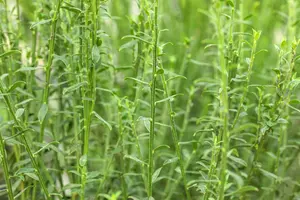 Cytisus (s) 'Burkwoodii' 40- 60   C - afbeelding 2