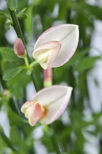 Moyclare Pink - afbeelding 3
