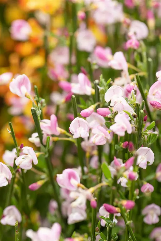 Moyclare Pink - afbeelding 3