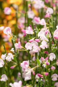 Moyclare Pink - afbeelding 3
