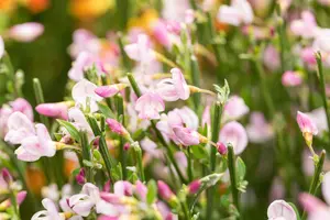 Moyclare Pink - afbeelding 2