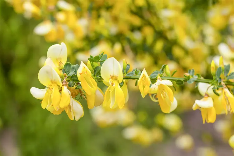 cytisus scoparius (40- 60cm) - afbeelding 2