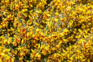 cytisus scoparius (40- 60cm) - afbeelding 4