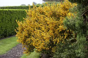 cytisus scoparius (40- 60cm) - afbeelding 5