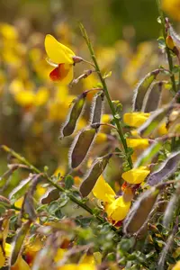 Cytisus scoparius 50- 80   BW - afbeelding 1