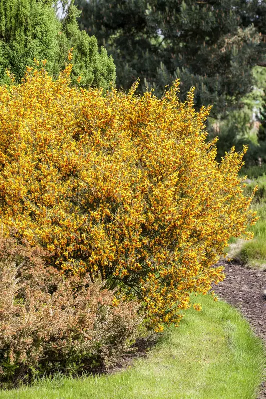 Cytisus scoparius 50- 80   BW - afbeelding 3