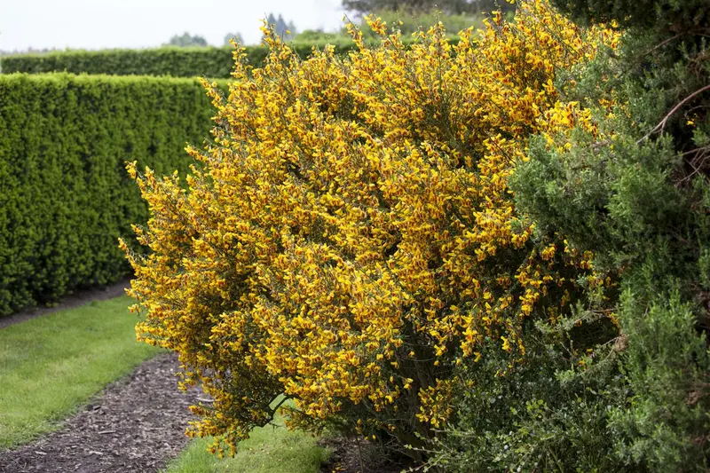 Cytisus scoparius 50- 80   BW - afbeelding 5