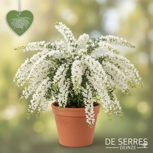 Cytisus x praecox 'Albus' C (40- 60)