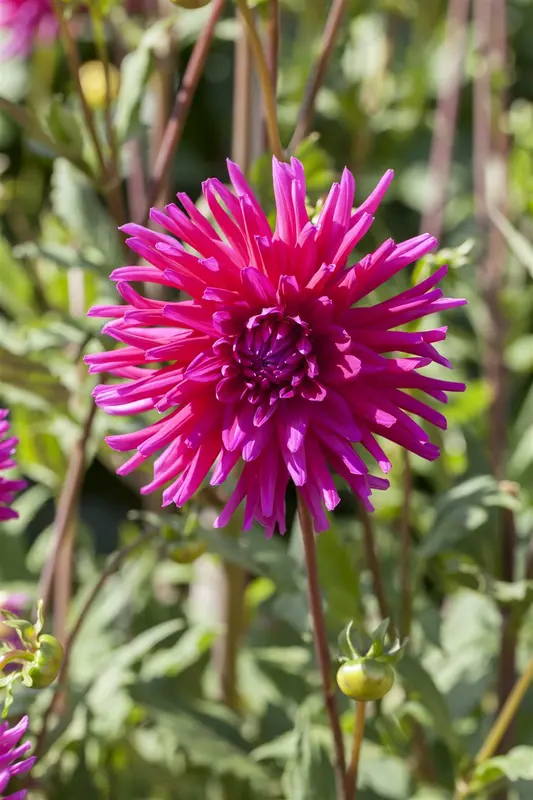 Dahlia (cact) 'Purple Gem' BLOEMBOL *1 - afbeelding 1