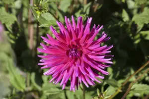 Dahlia (cact) 'Purple Gem' BLOEMBOL *1 - afbeelding 2