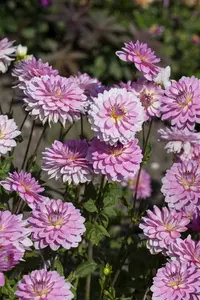 Dahlia (deco) 'Christine' BLOEMBOL *1 - afbeelding 1