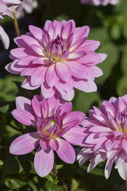 Dahlia (deco) 'Christine' BLOEMBOL *1 - afbeelding 3