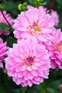 Dahlia (deco) 'Christine' BLOEMBOL *1 - afbeelding 4