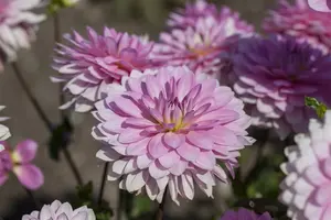 Dahlia (deco) 'Christine' BLOEMBOL *1 - afbeelding 2