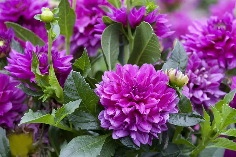 Dahlia (deco) 'Fuzzy Wuzzy' BLOEMBOL *1 - afbeelding 2