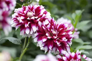 Dahlia (deco) 'Hollyhill Lemon Ice' BLOEMBOL *1 - afbeelding 4
