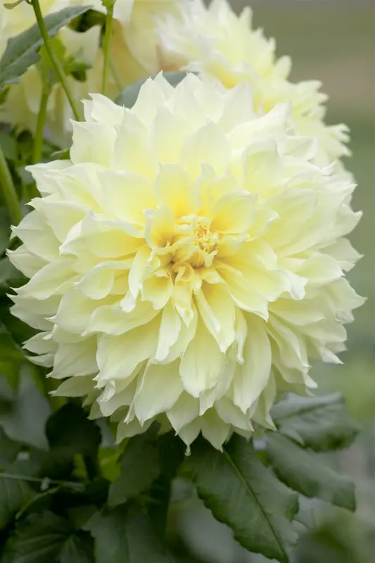 Dahlia (deco) 'Kelvin Floodlight' BLOEMBOL *1