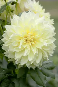 Dahlia (deco) 'Kelvin Floodlight' BLOEMBOL *1