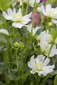 Dahlia (deco) 'Labyrinth' BLOEMBOL *1 - afbeelding 5