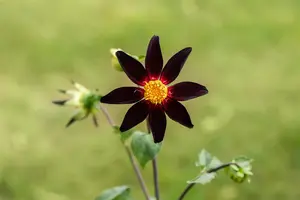 Dahlia (deco) 'Verrone's Obsidian' BLOEMBOL *1 - afbeelding 1