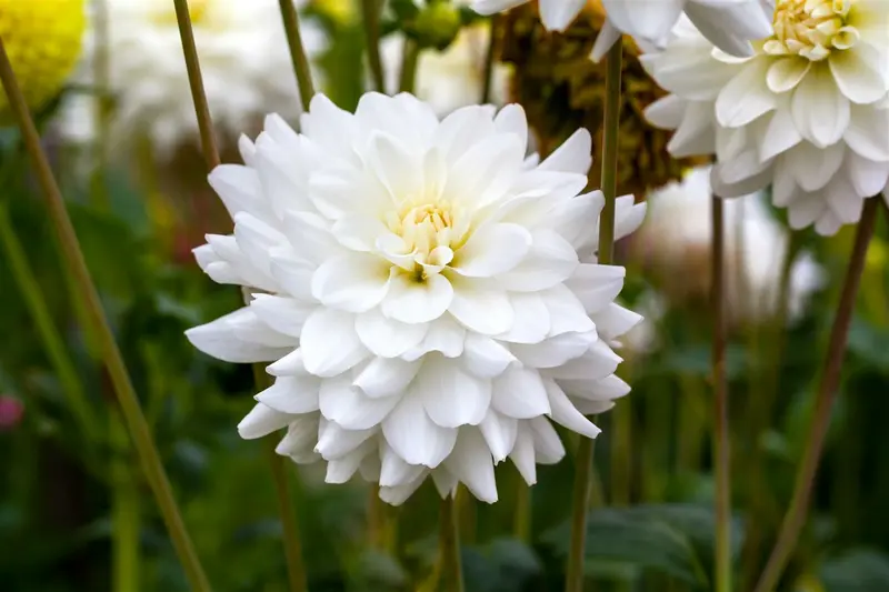 Dahlia (deco) 'White Ballet' BLOEMBOL *1