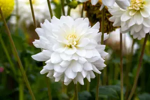 Dahlia (deco) 'White Ballet' BLOEMBOL *1