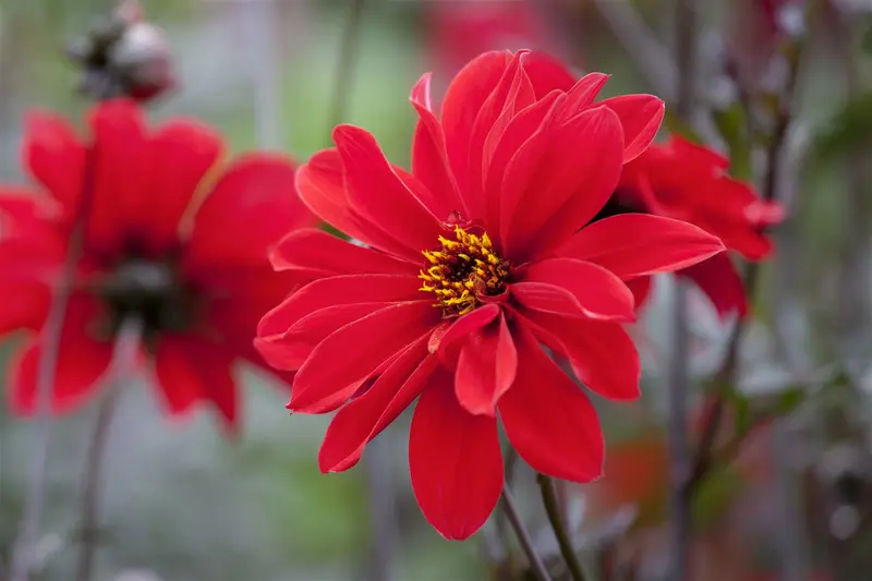 Dahlia decoratief gemengd/mix BLOEMBOL *4 - afbeelding 3