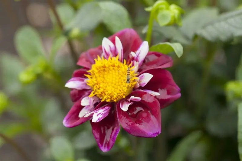 Dahlia (mignon) 'Impression Fabula' BLOEMBOL *1 - afbeelding 1