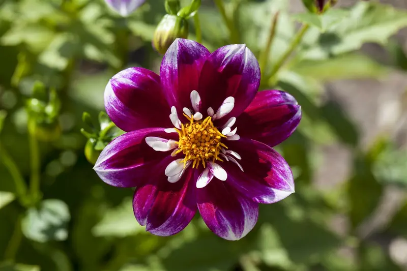 Dahlia (mignon) 'Impression Fabula' BLOEMBOL *1 - afbeelding 2