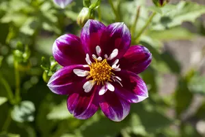 Dahlia (mignon) 'Impression Fabula' BLOEMBOL *1 - afbeelding 2