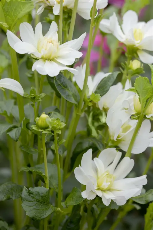 Dahlia (mignon) 'Sunshine' BLOEMBOL *1 - afbeelding 5